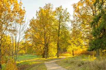 Fototapeta premium Autumn landscape with bright colorful yellow leaves in Saint-Petersburg region, Russia. 