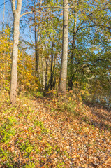Autumn landscape with bright colorful yellow leaves in Saint-Petersburg region, Russia.
