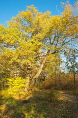 Fototapeta premium Autumn landscape with bright colorful yellow leaves in Saint-Petersburg region, Russia. 