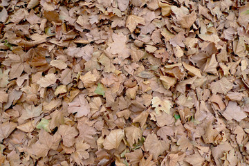 feuilles mortes
