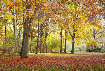 Herbstwald, Wald, Herbst