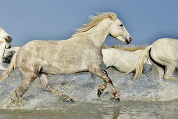 Fototapeta na wymiar Herd of white horses running through water in sunset light.
