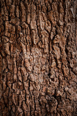 Wooden texture background