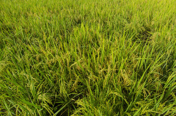 Obraz premium Green paddy field landscape in Malaysia