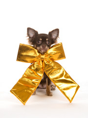 Cute chihuahua dog with a huge golden christmas bow isolated on a white background