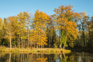 Fototapeta na wymiar Autumn water landscape with bright colorful yellow leaves in Saint-Petersburg region, Russia. 