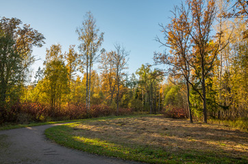 Naklejka premium Jesienny krajobraz z jasnymi kolorowymi żółtymi liśćmi w regionie Saint-Petersburg, Rosja.