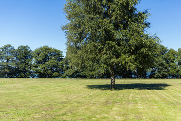 summer field and trees