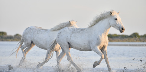 Obraz na płótnie Canvas Herd of white horses running through water