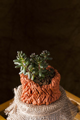 Miniature succulent plant in a homemade clay pot.