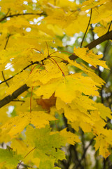 autumn leaves on a maple tree