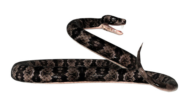 Cottonmouth Snake on White