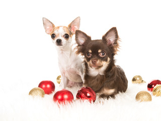 Two cute chihuahua dogs between christmas balls as a christmas card