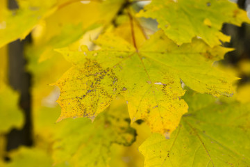 autumn leaves on a maple tree