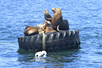 Otaries sur bouée © fannyes