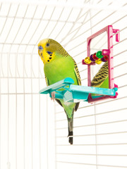Cute lovebird in a bird cage with colorful toys