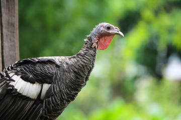 Turkey cock. Turkey bird.