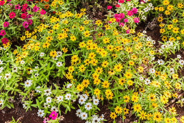 Obraz premium flowers blooming closeup