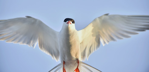 Flitting  The Common Tern (Sterna hirundo) on blue sky background