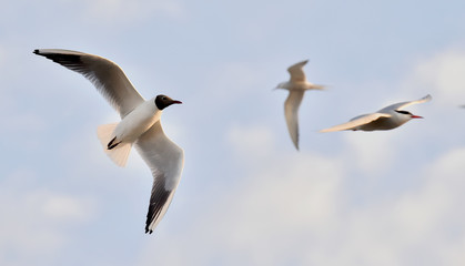Black-headed Gull (Larus ridibundus) in flight