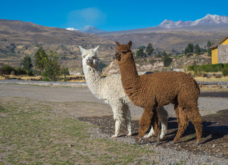 Fototapeta premium Peruvian alpacas