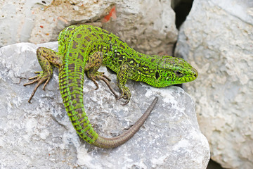 Зелёная ящерица(Lacerta viridis) — вид ящериц из рода Зелёных ящериц. Ящерица на камне