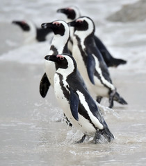 Obraz premium African penguin