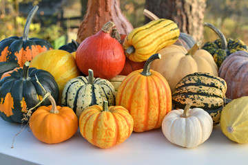 Pumpkins and squashes