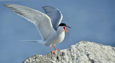 Flitting  The Common Tern (Sterna hirundo) on blue sky background - obrazy, fototapety, plakaty