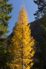 Larch tree in autumn