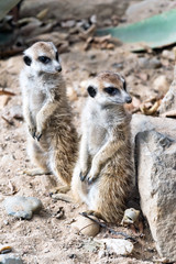 Meerkat or suricate