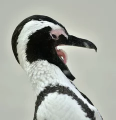 Poster African Penguin (spheniscus demersus) with open beak © Uryadnikov Sergey