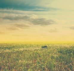 sky and green fields, retro filtered, instagram style