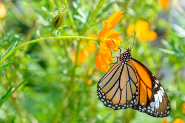 Fototapeta na wymiar Beautiful Butterfly and cosmos flowers in garden
