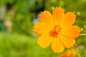 cosmos flowers in garden