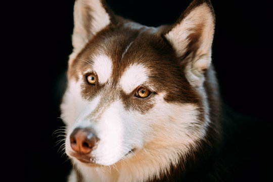 Close Up Funny Young White And Brown Husky Dog