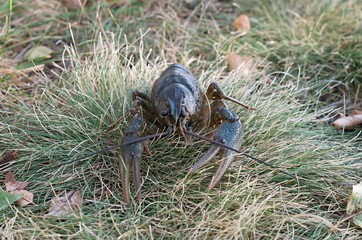 crayfish in the grass