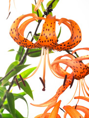 tiger lily on white background