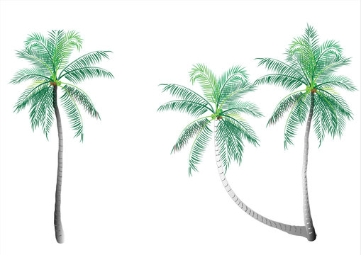 Coconut tree,palm tree isolated on white background,vector illustration