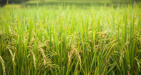Rice field in the north of Thailand