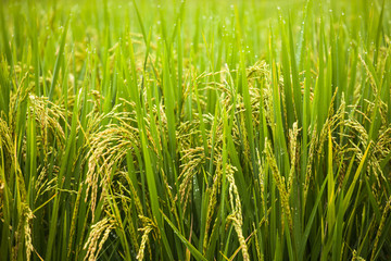Rice field in the north of Thailand