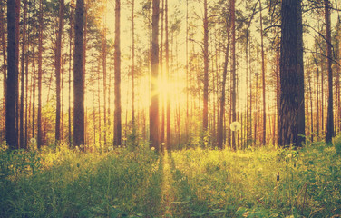 Fototapeta na wymiar sunset in the woods, retro filtered, instagram style