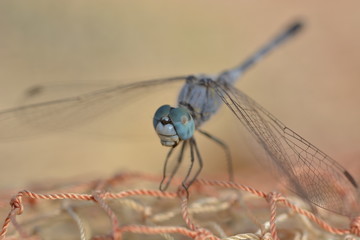 Dragonfly on fishernet