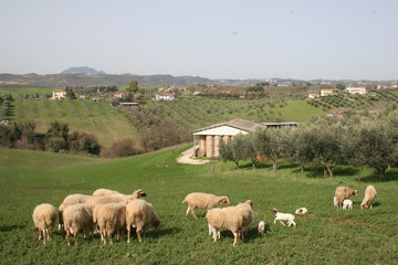paesaggio rurale