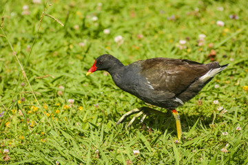Common moorhen
