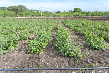 Fototapeta na wymiar Grow up young salad Rows of Agricultural farming field, landsc