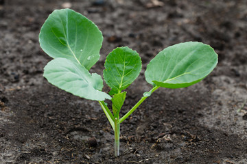 young cabbage growing