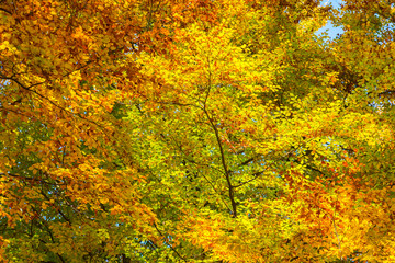 Colorful autumn background