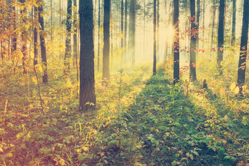 Sunset in the forest, retro filtered, instagram style