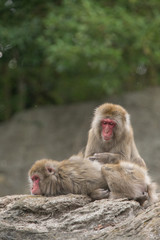 Fototapeta premium 毛繕いするニホンザル